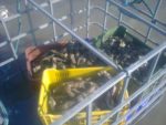 Preocupa el posible cultivo de ostras invasoras en Puerto Cuatreros